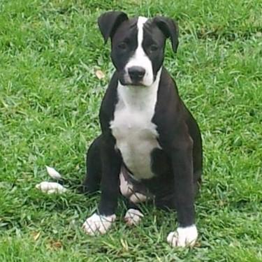 Holcombes Painted Rose Pit Bull.jpg